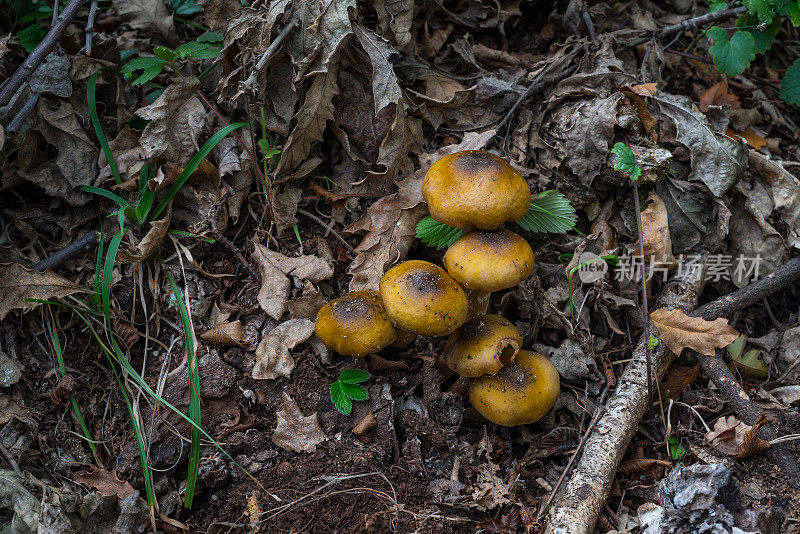 autumn forest mushrooms